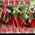 辣椒苗