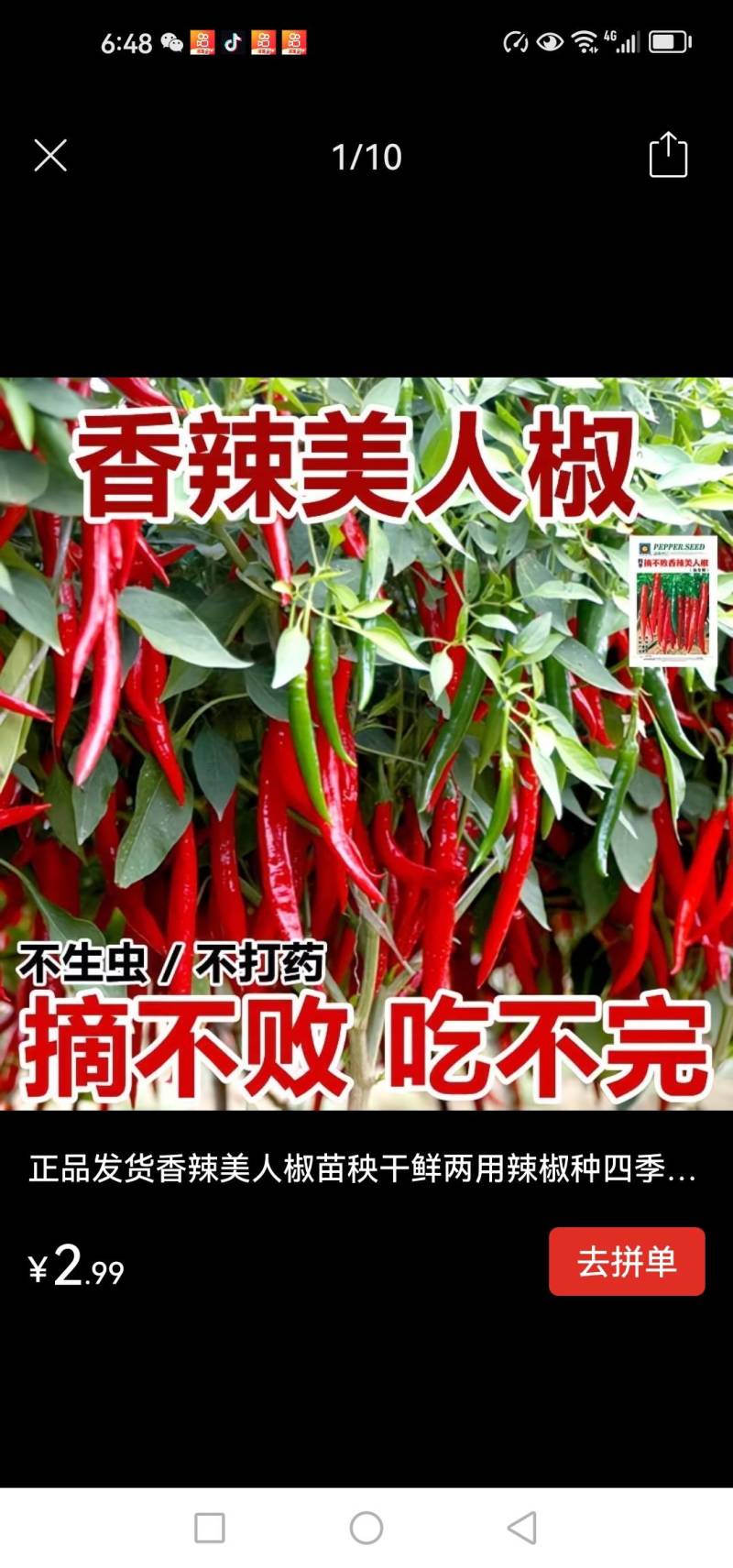 辣椒苗