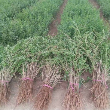 红枸杞苗枸杞树苗大量供应可视频看货基地直发自家苗圃