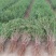 红枸杞苗枸杞树苗大量供应可视频看货基地直发自家苗圃
