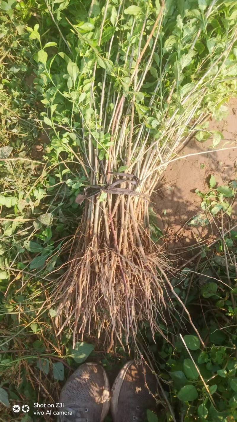红枸杞苗枸杞树苗大量供应可视频看货基地直发自家苗圃