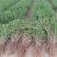 红枸杞苗枸杞树苗大量供应可视频看货基地直发自家苗圃
