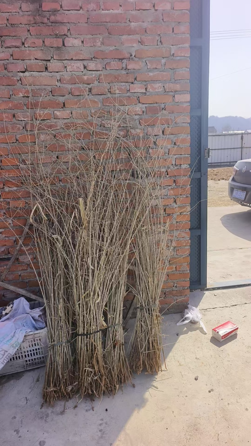 红枸杞苗枸杞树苗大量供应可视频看货基地直发自家苗圃