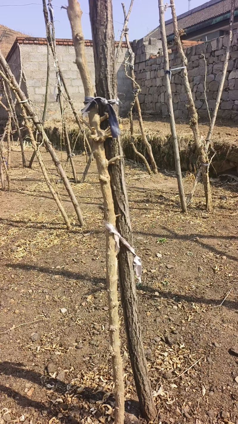 红枸杞苗枸杞树苗大量供应可视频看货基地直发自家苗圃
