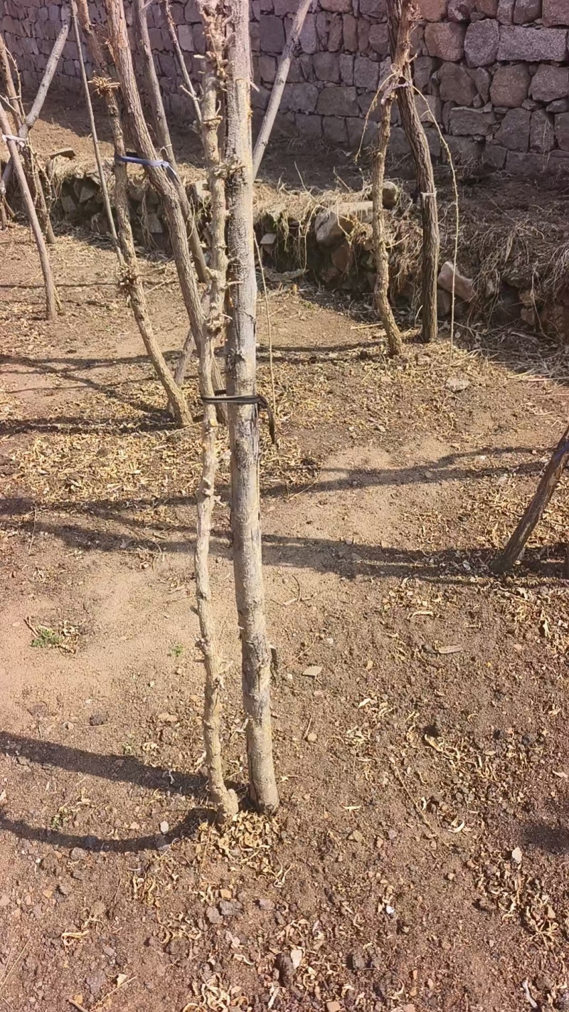 红枸杞苗枸杞树苗大量供应可视频看货基地直发自家苗圃
