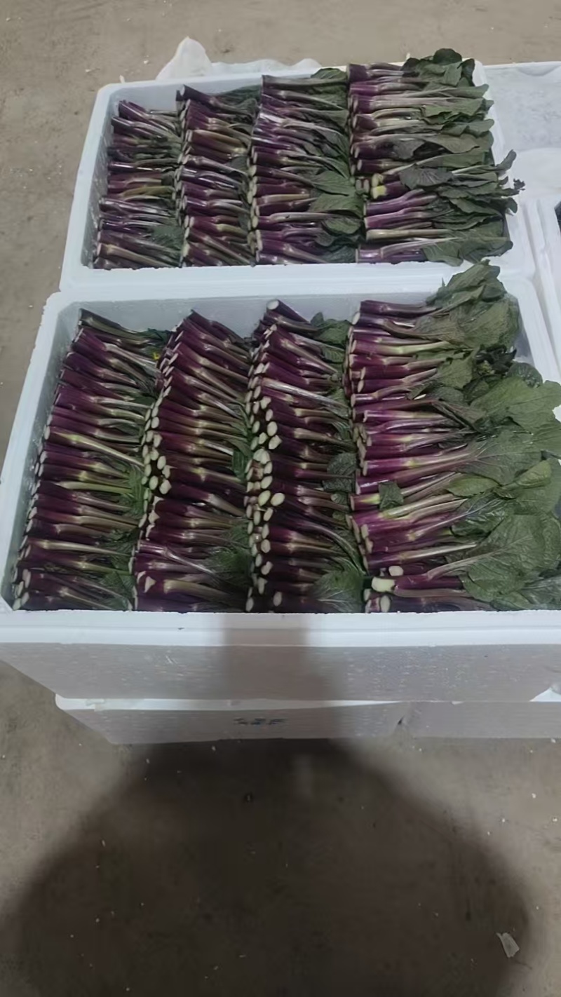 高山红菜苔匠心手工，2026年5月1日起现货，