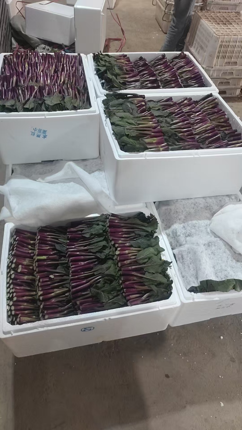 高山红菜苔匠心手工，2026年5月1日起现货，