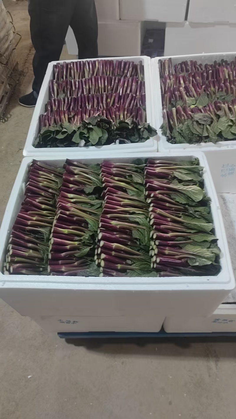 高山红菜苔匠心手工，2026年5月1日起现货，