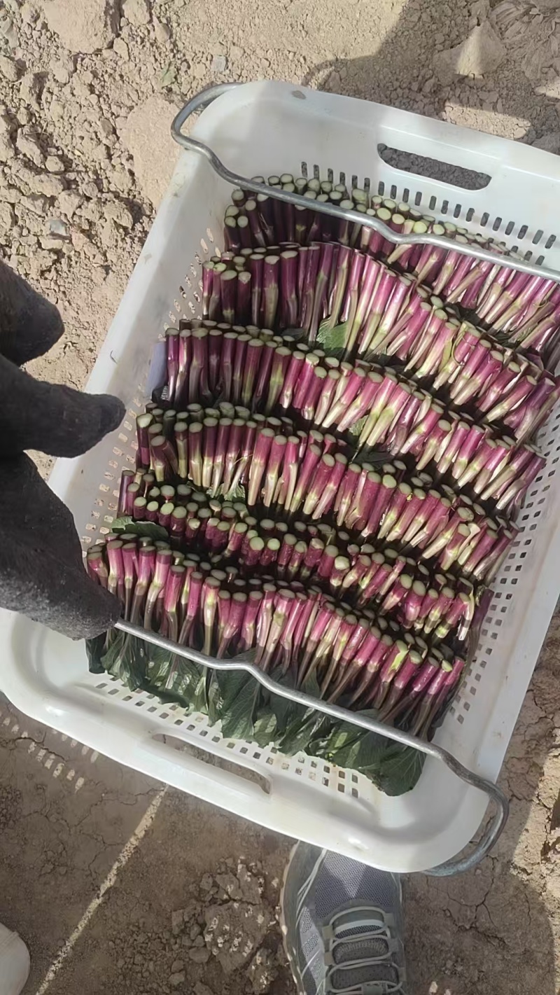 高山红菜苔匠心手工，2026年5月1日起现货，