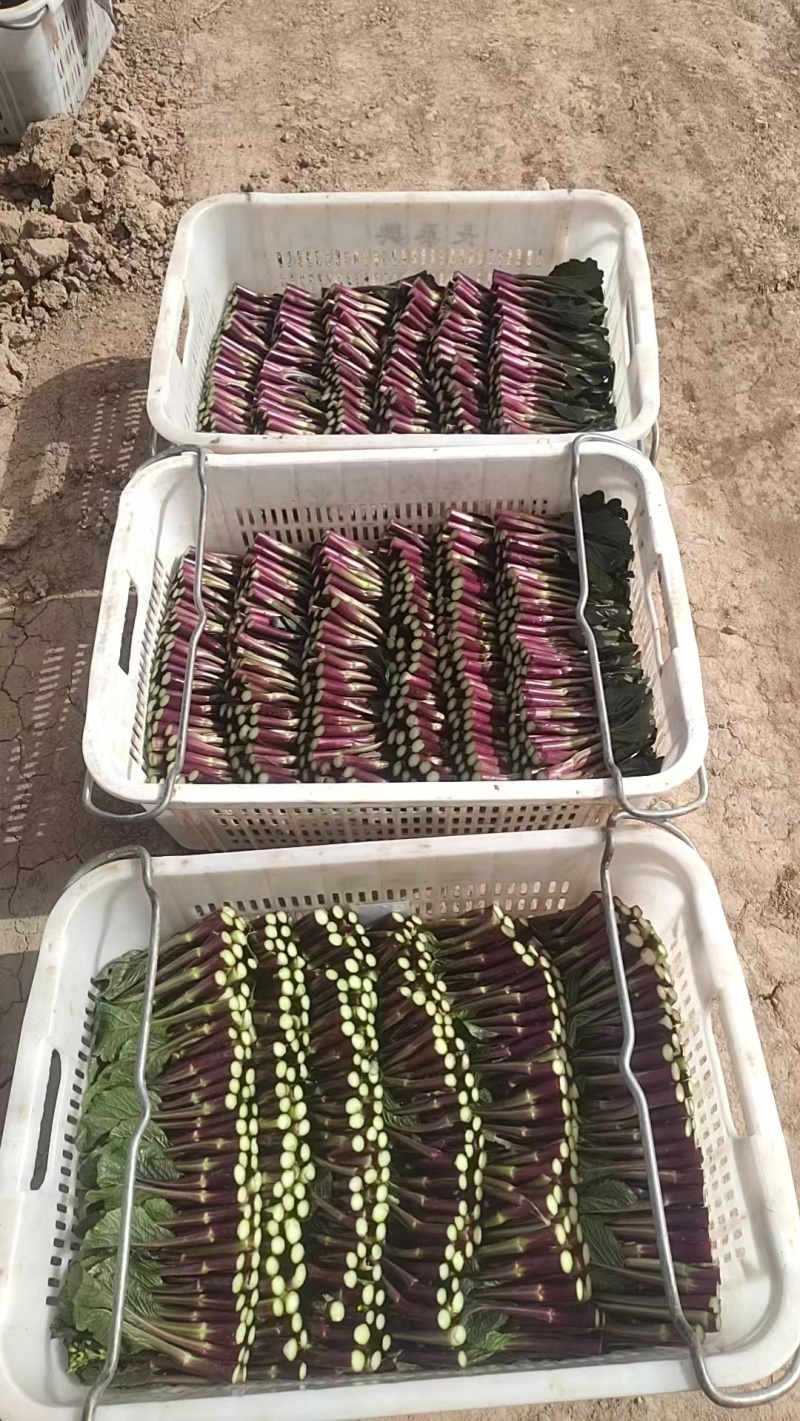 高山红菜苔匠心手工，2026年5月1日起现货，