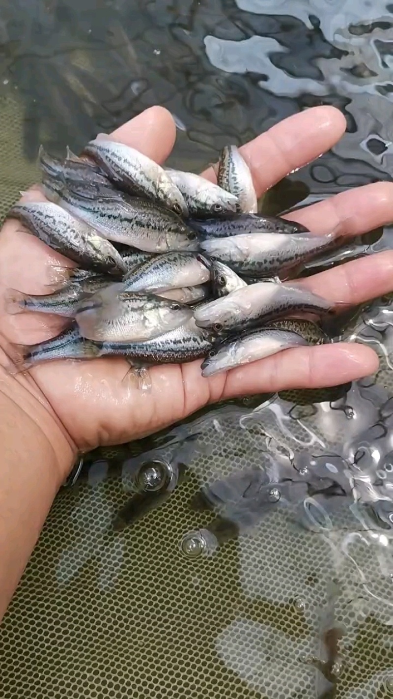 黑鱼