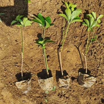 爬山虎苗五叶爬山虎苗自家苗圃基地直发大量供应可视