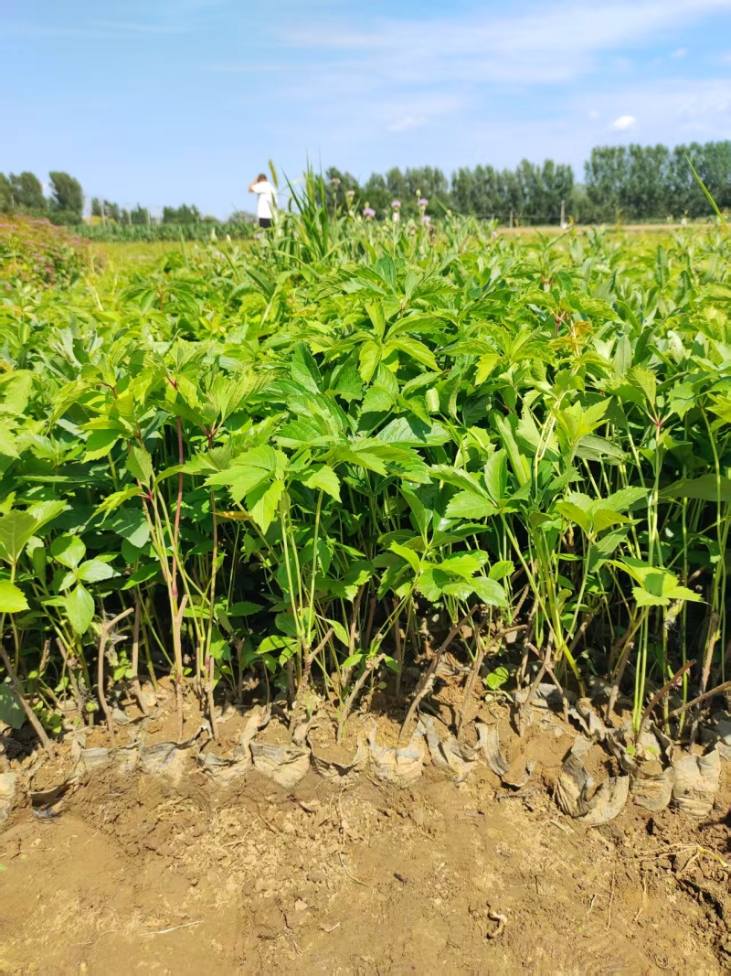 爬山虎苗五叶爬山虎苗自家苗圃基地直发大量供应可视