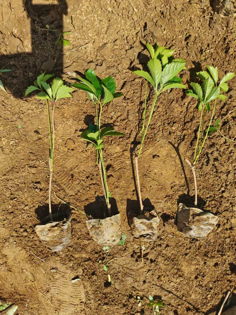 爬山虎苗五叶爬山虎苗自家苗圃基地直发大量供应可视