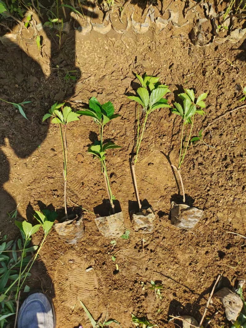 爬山虎苗五叶爬山虎苗自家苗圃基地直发大量供应可视