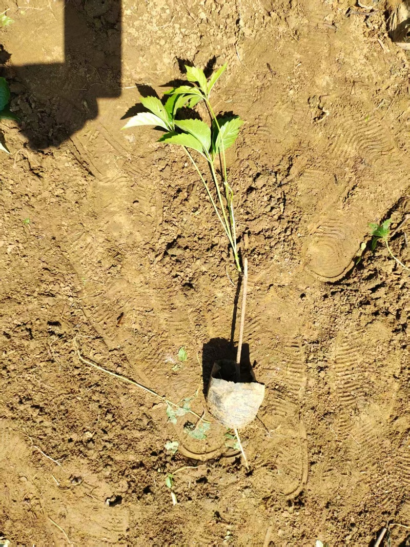 爬山虎苗五叶爬山虎苗自家苗圃基地直发大量供应可视