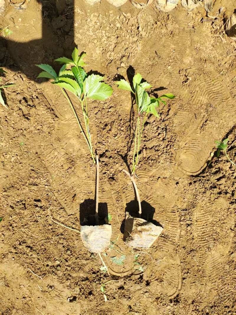 爬山虎苗五叶爬山虎苗自家苗圃基地直发大量供应可视