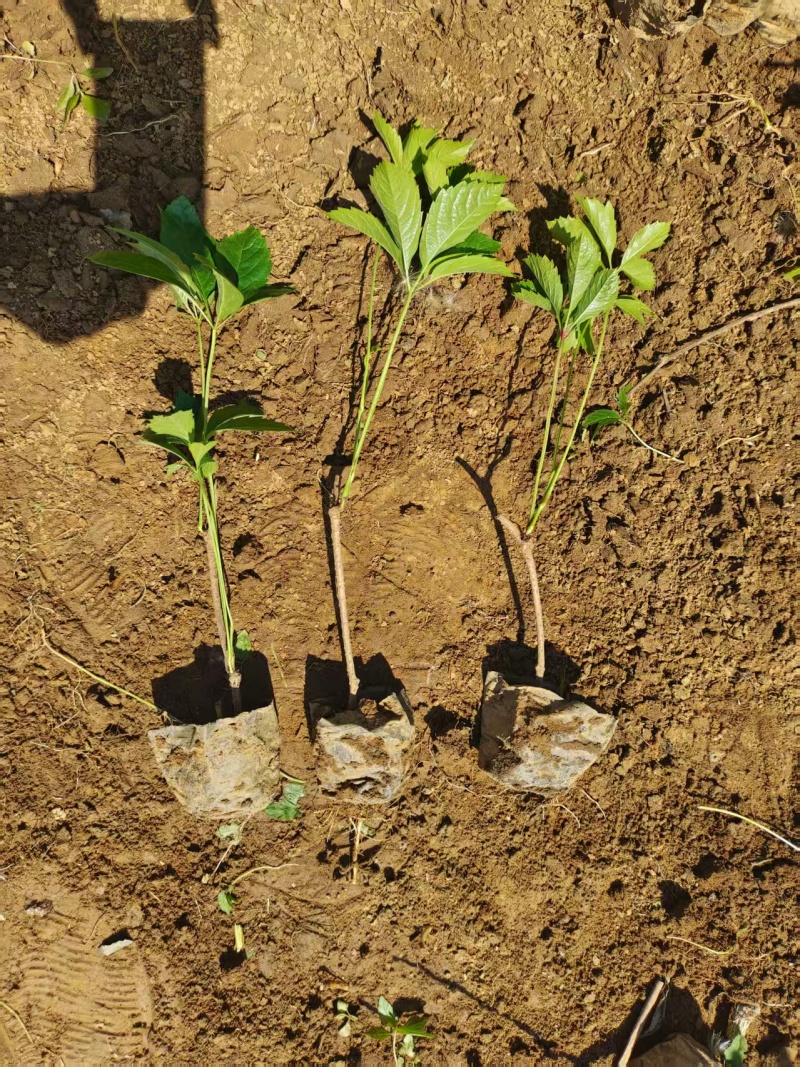 爬山虎苗五叶爬山虎苗自家苗圃基地直发大量供应可视