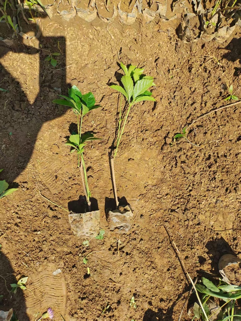 爬山虎苗五叶爬山虎苗自家苗圃基地直发大量供应可视