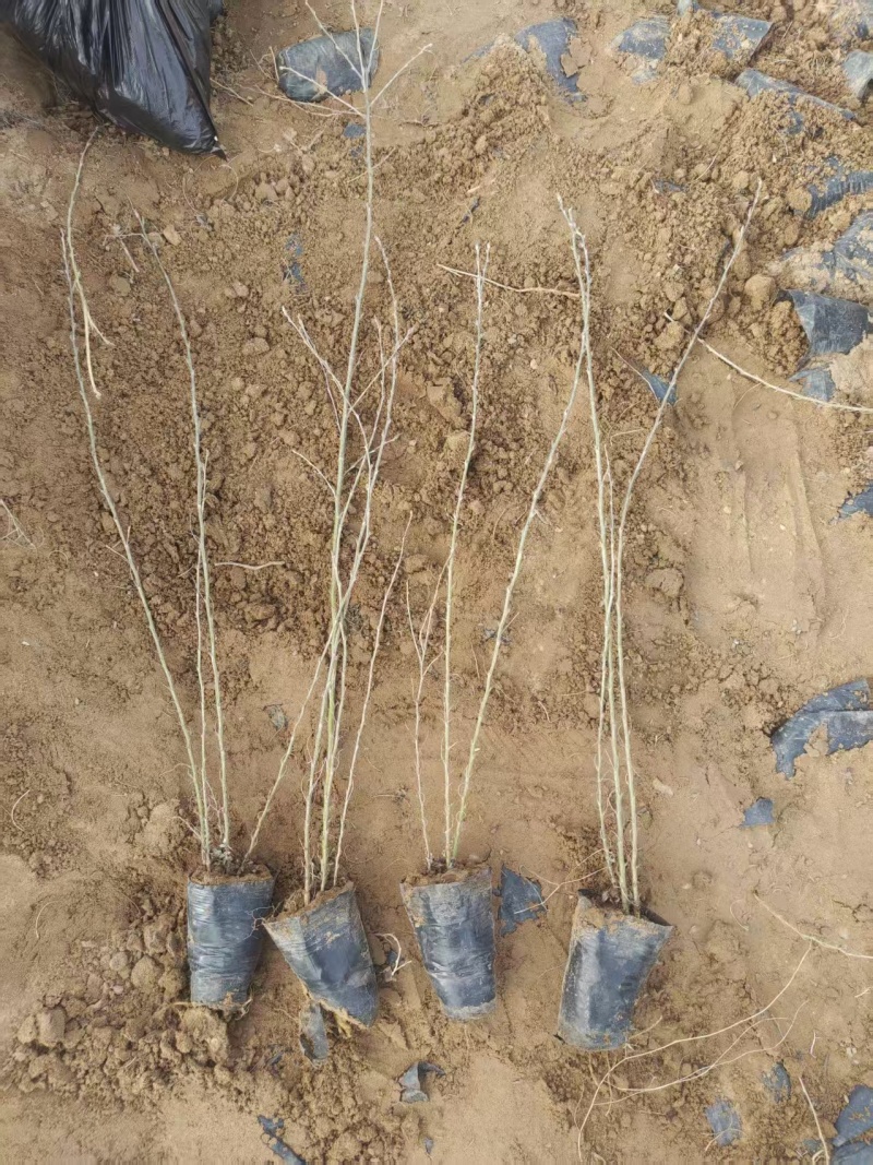 柠条苗，柠条杯苗基地直发自家苗圃大量供应可视频看货