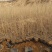 柠条苗，柠条杯苗基地直发自家苗圃大量供应可视频看货
