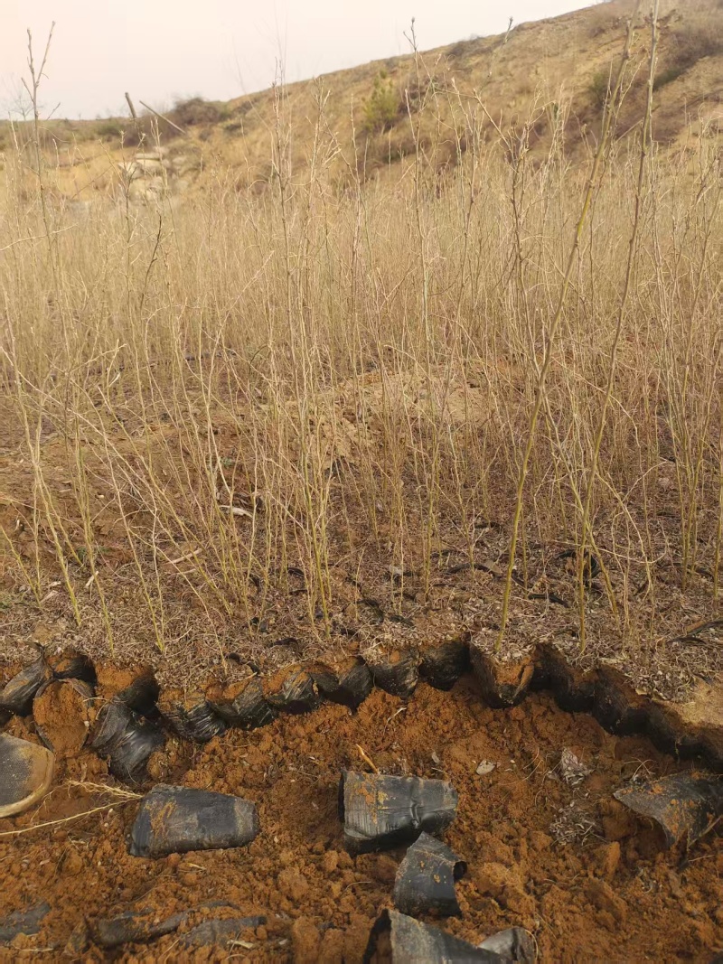 柠条苗，柠条杯苗基地直发自家苗圃大量供应可视频看货