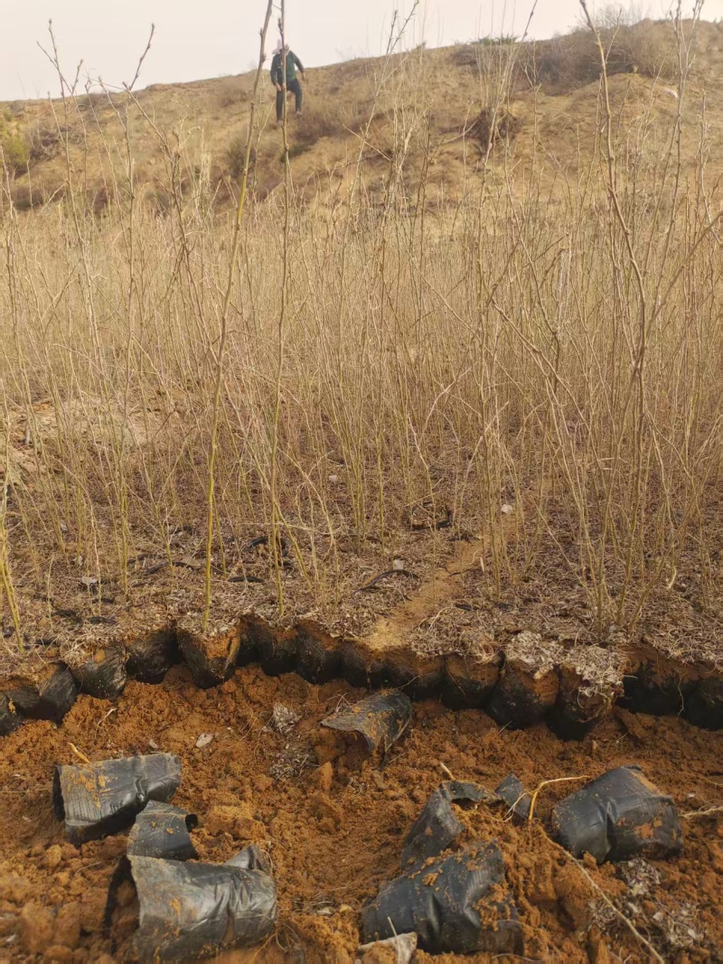 柠条苗，柠条杯苗基地直发自家苗圃大量供应可视频看货