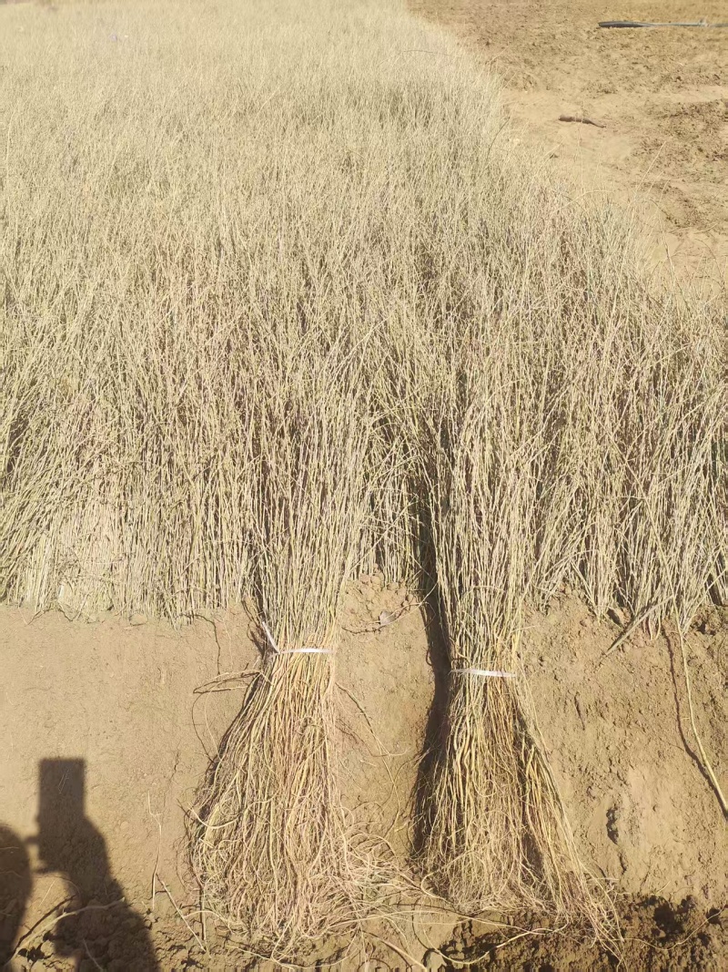 柠条苗，柠条杯苗基地直发自家苗圃大量供应可视频看货