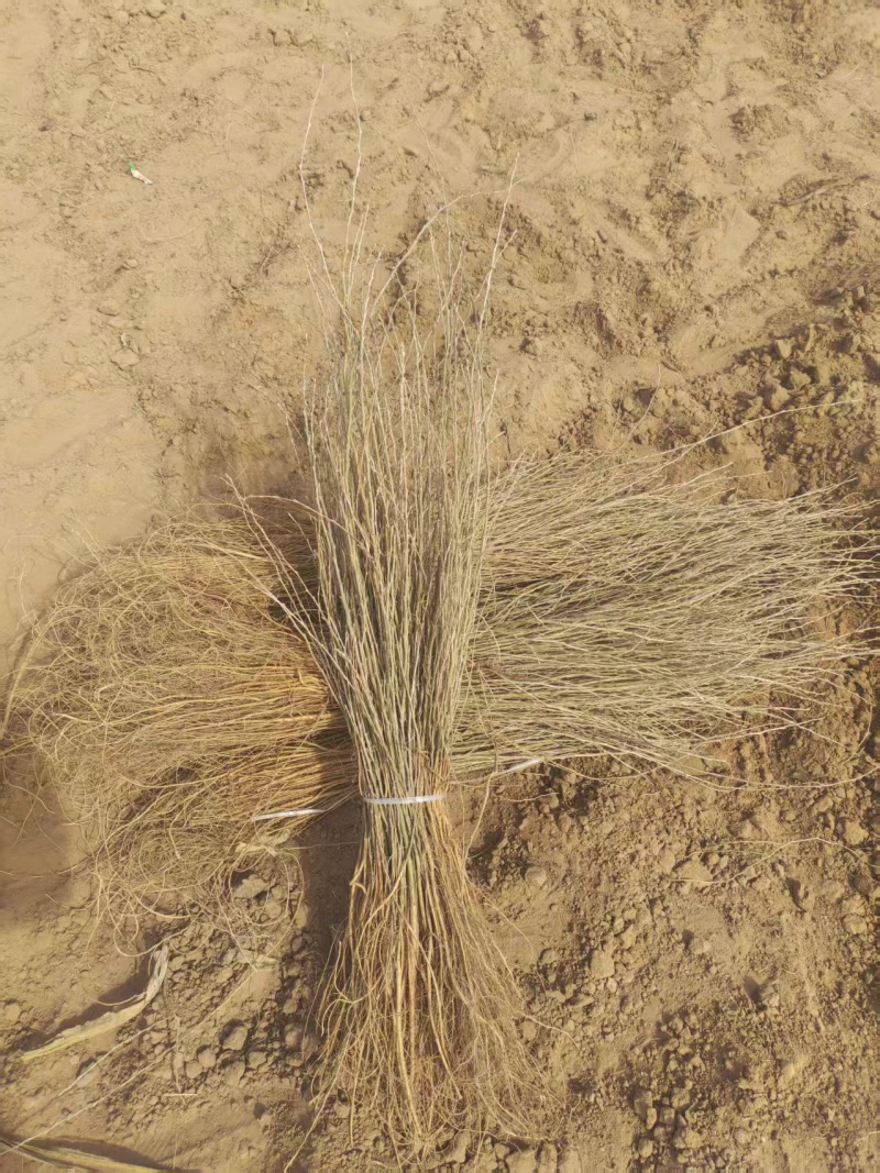 柠条苗，柠条杯苗基地直发自家苗圃大量供应可视频看货