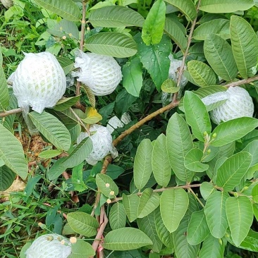 西瓜红翻石榴