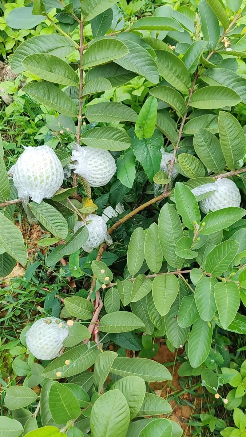 西瓜红翻石榴