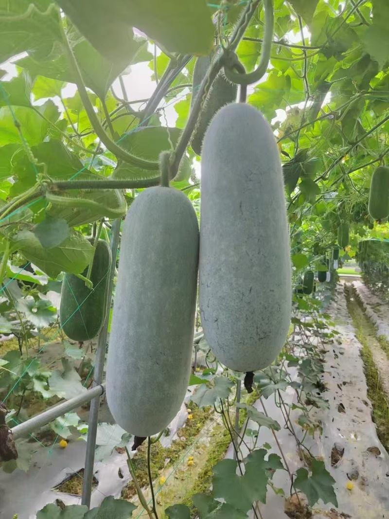 广西南宁市小冬瓜大量上市有需要的老板随时可以联系我欢迎咨