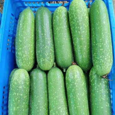 广西南宁市西乡塘区大量毛节瓜上市中，有需要的老板随时联系