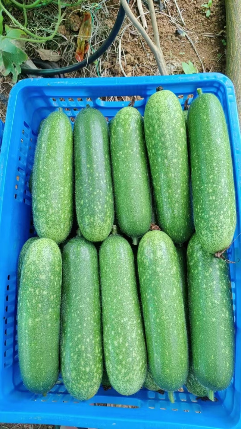 广西南宁市西乡塘区大量毛节瓜上市中，有需要的老板随时联系