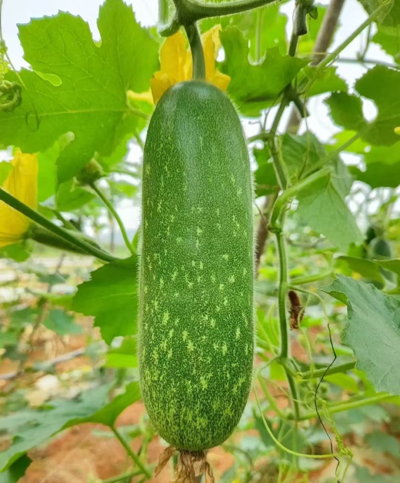 广西南宁市西乡塘区大量毛节瓜上市中，有需要的老板随时联系