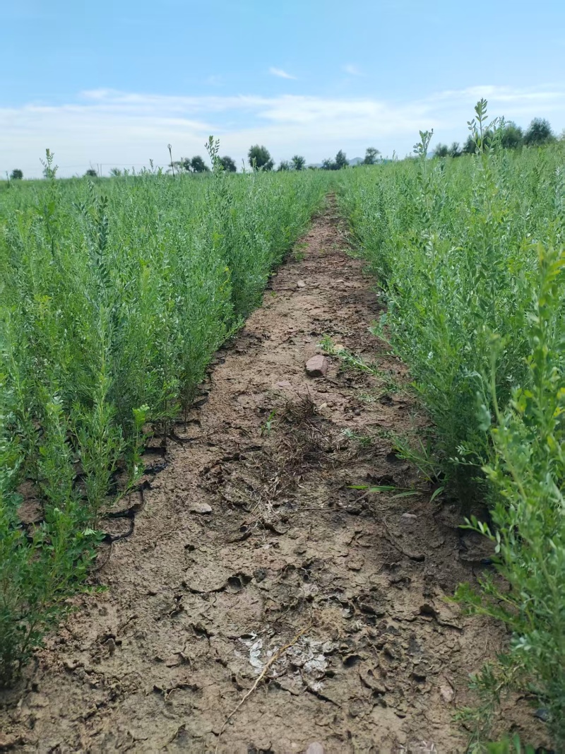 柠条苗，柠条杯苗基地直发自家苗圃大量供应可视频看货