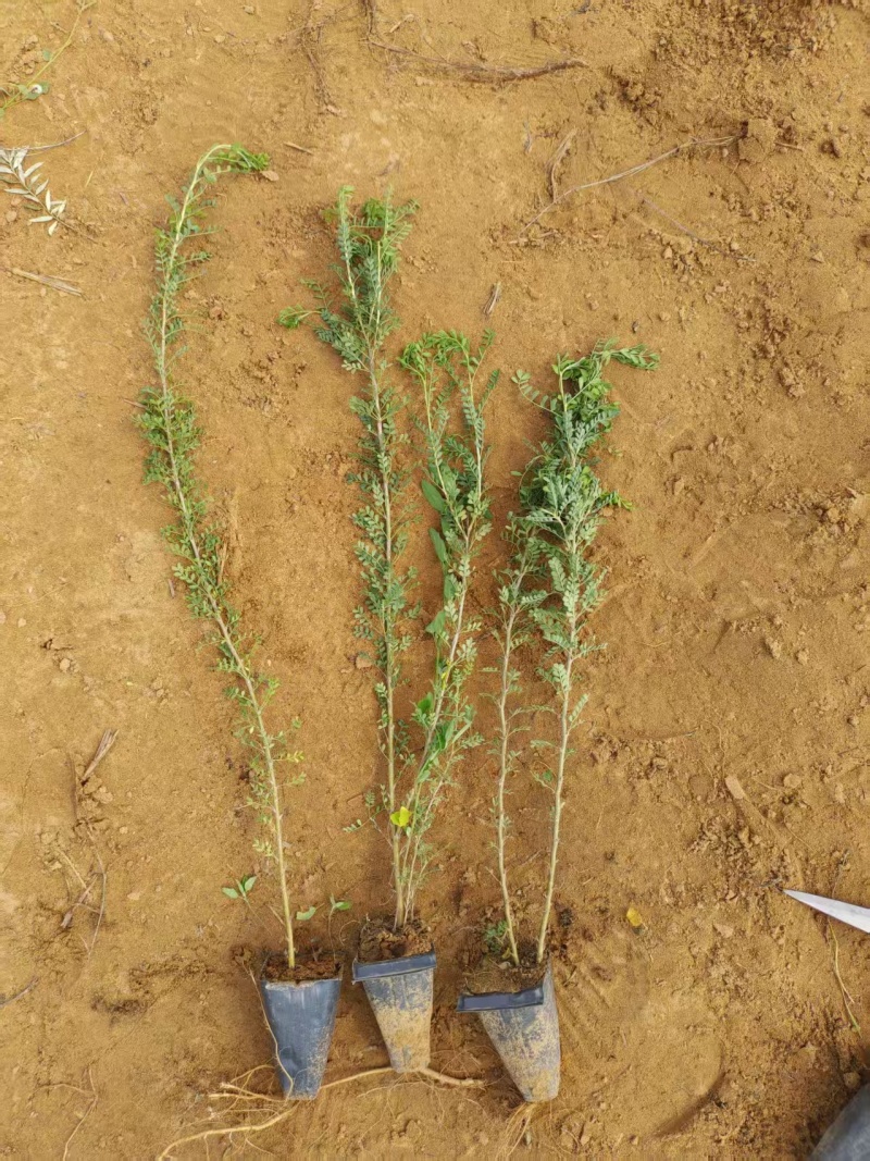 柠条苗，柠条杯苗基地直发自家苗圃大量供应可视频看货