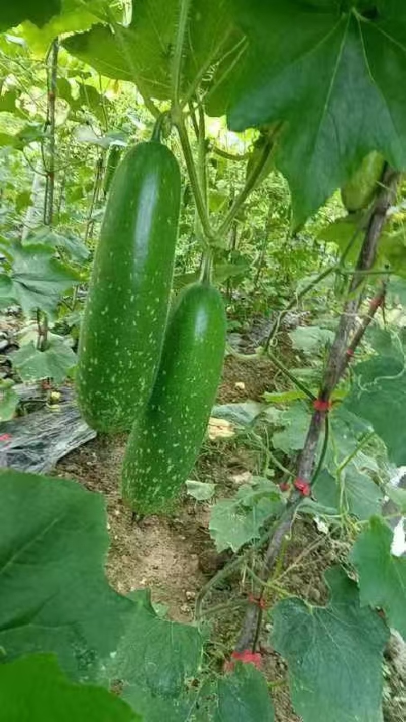 广西南宁市西乡塘区大量毛节瓜上市中，有需要的老板随时联系