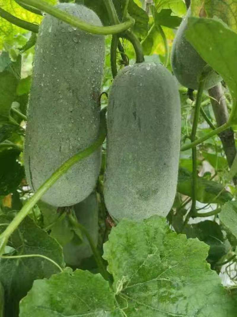 广西南宁吊冬瓜白皮冬瓜产地直发支持视频看货欢迎来电