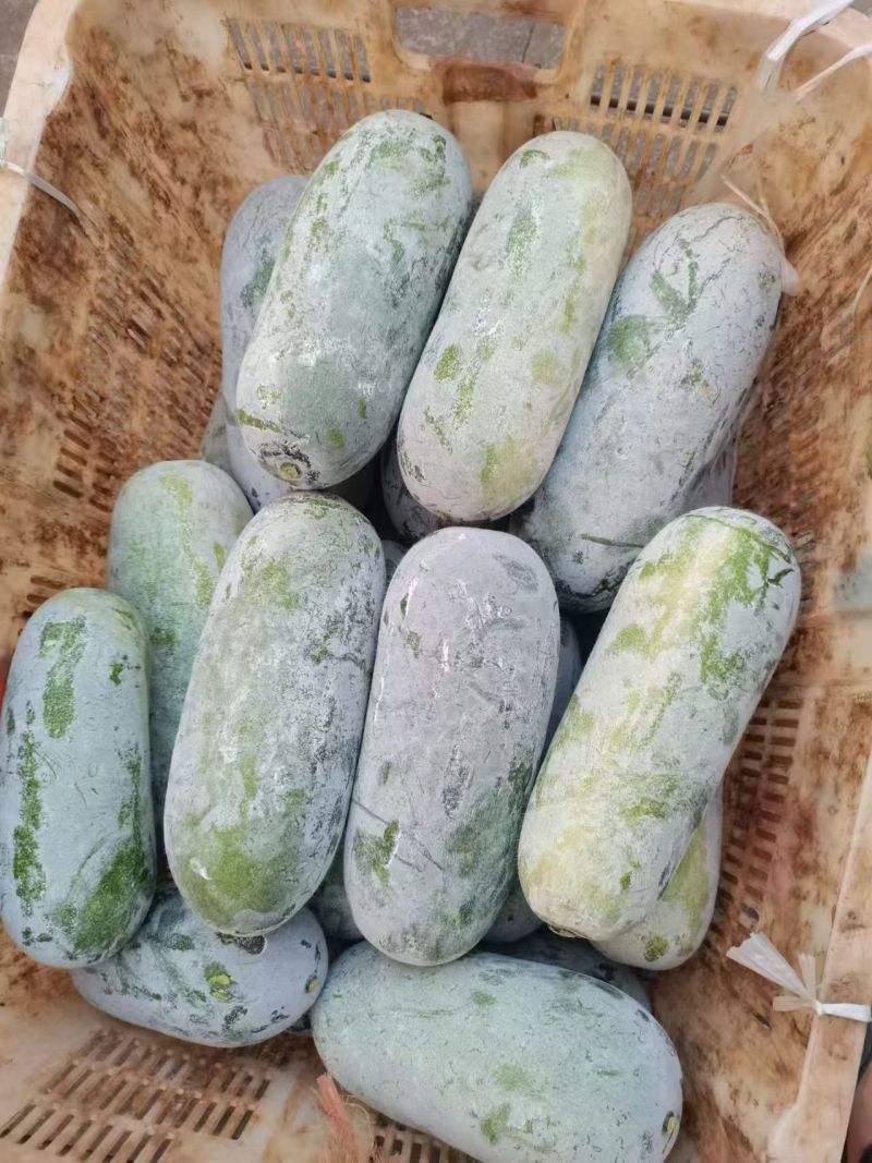 广西南宁吊冬瓜白皮冬瓜产地直发支持视频看货欢迎来电