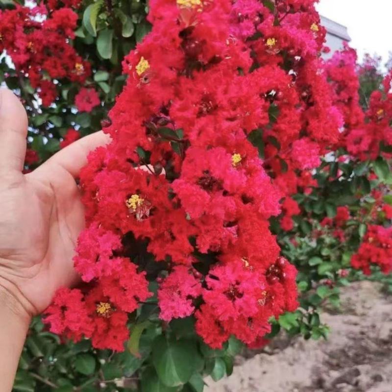 紫薇花盆栽百日红阳台耐热花卉好养盆景庭院绿植正宗红火箭