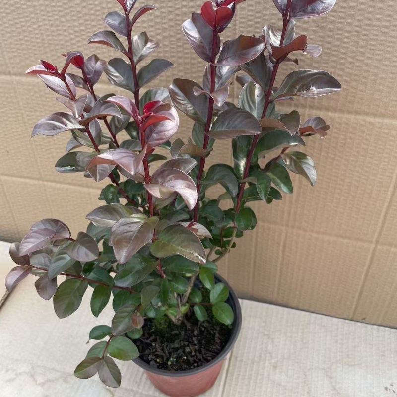 紫薇花盆栽百日红阳台耐热花卉好养盆景庭院绿植正宗红火箭