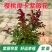 紫薇花盆栽百日红阳台耐热花卉好养盆景庭院绿植正宗红火箭