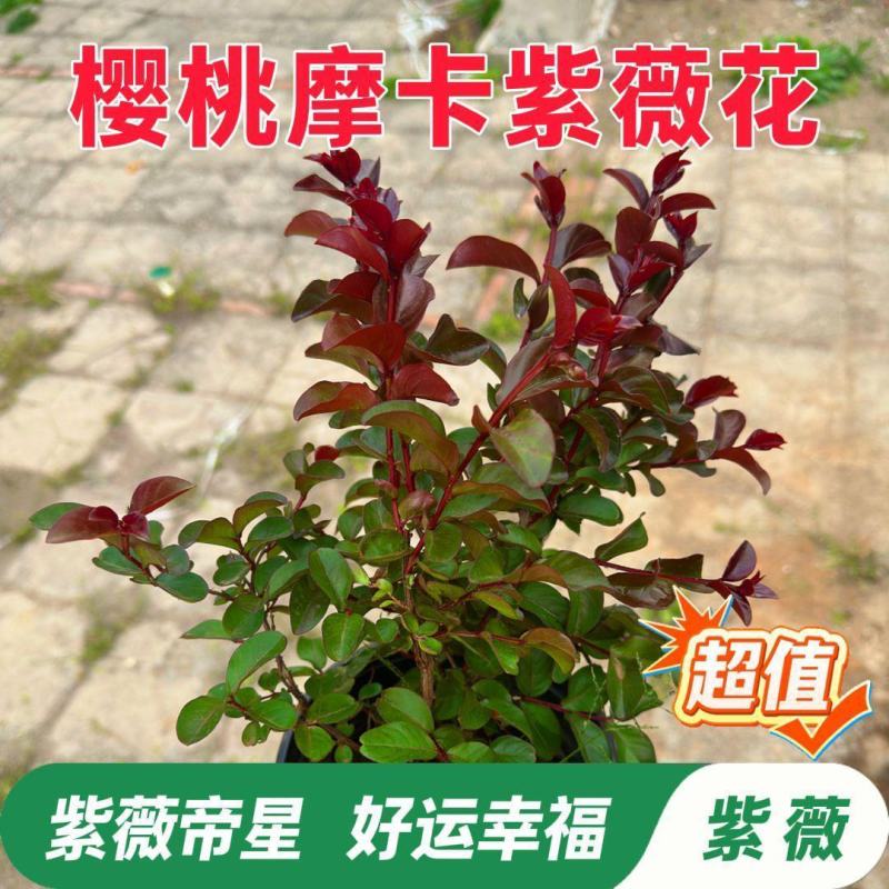 紫薇花盆栽百日红阳台耐热花卉好养盆景庭院绿植正宗红火箭