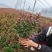 紫薇花盆栽百日红阳台耐热花卉好养盆景庭院绿植正宗红火箭