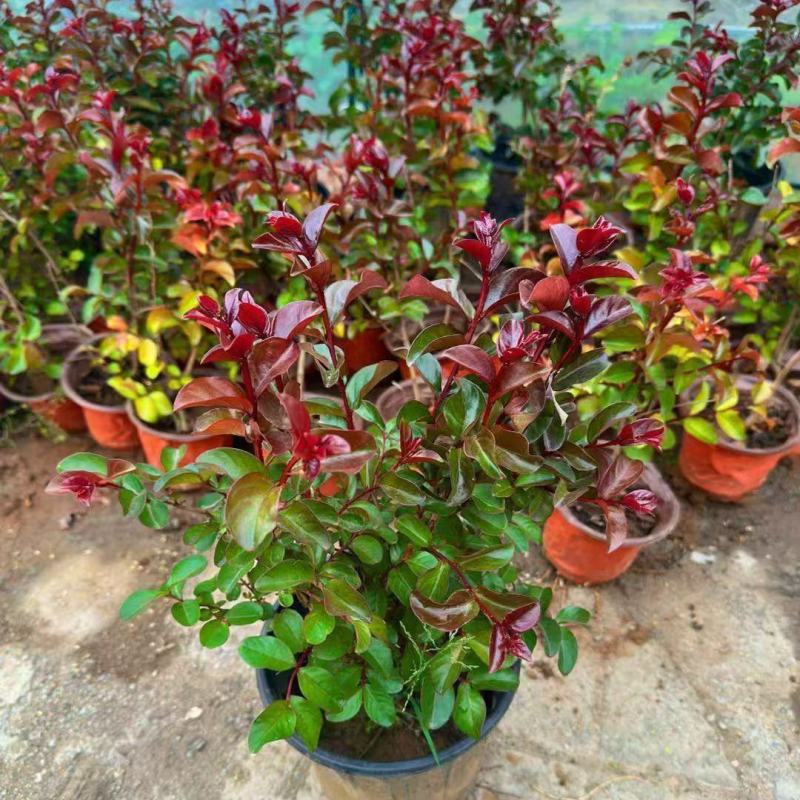 紫薇花盆栽百日红阳台耐热花卉好养盆景庭院绿植正宗红火箭