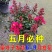 紫薇花盆栽百日红阳台耐热花卉好养盆景庭院绿植正宗红火箭