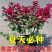 紫薇花盆栽百日红阳台耐热花卉好养盆景庭院绿植正宗红火箭
