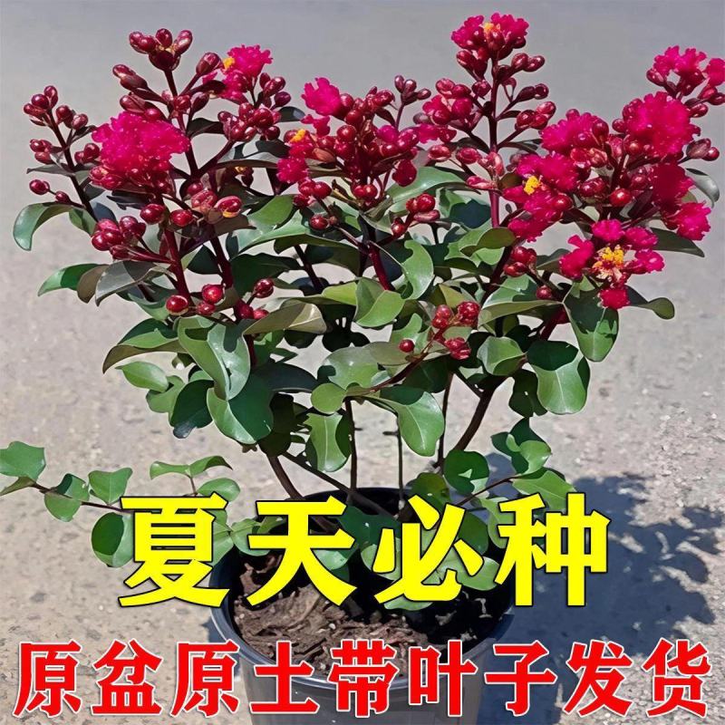 紫薇花盆栽百日红阳台耐热花卉好养盆景庭院绿植正宗红火箭