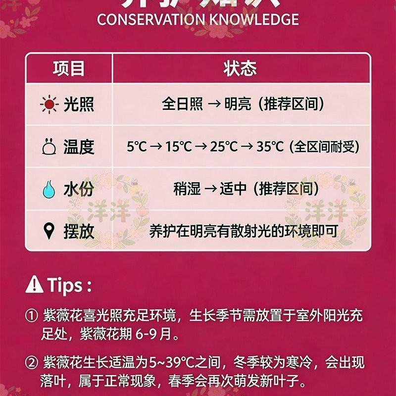 紫薇花盆栽百日红阳台耐热花卉好养盆景庭院绿植正宗红火箭